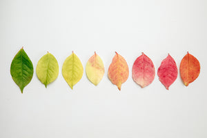 Fall Faves
